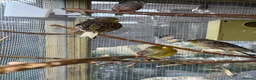 Canaries birds for sale: Gloster Canaries  in Daventry - Advert 2