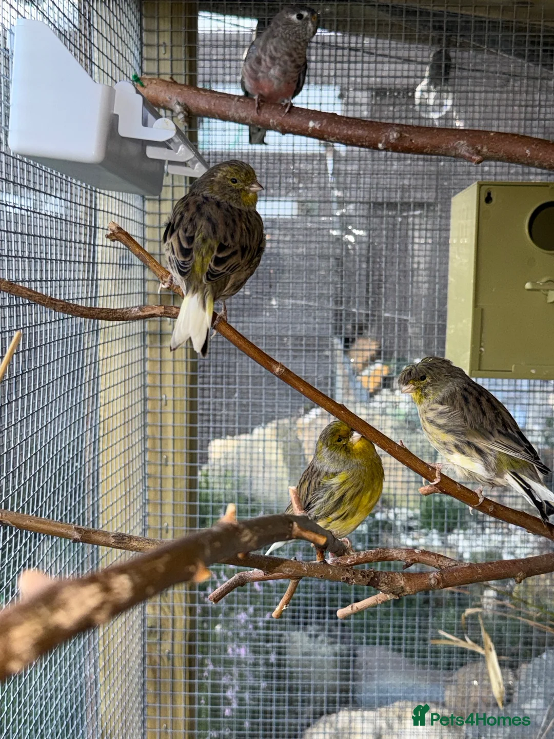 Canaries birds for sale: Gloster Canaries  in Daventry - Advert 2