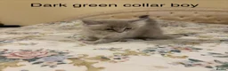 Ragdoll cats for sale: RARE RAGDOLL KITTENS - Advert 7