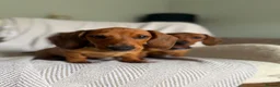 Miniature Dachshund dogs for sale: Last one KCreg Miniature dachshunds red&shaded red - Advert 6