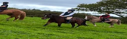 Irish Cob horses for sale: 13.2 mothers dream all rounder  - Advert 16