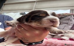 Cocker Spaniel dogs for sale: Outstanding show cocker pups - Image 11