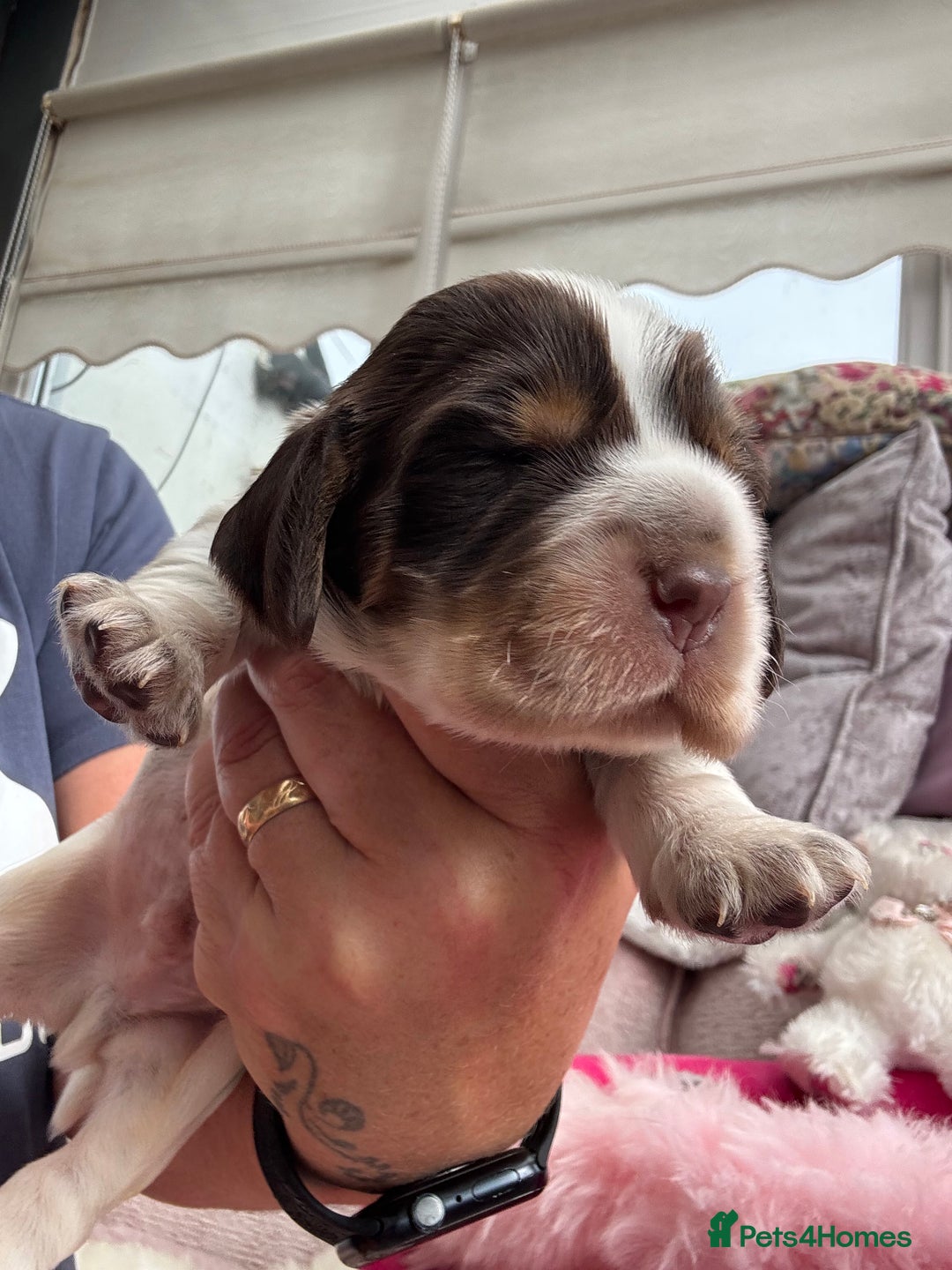 Cocker Spaniel dogs for sale: Outstanding show cocker pups - Image 11