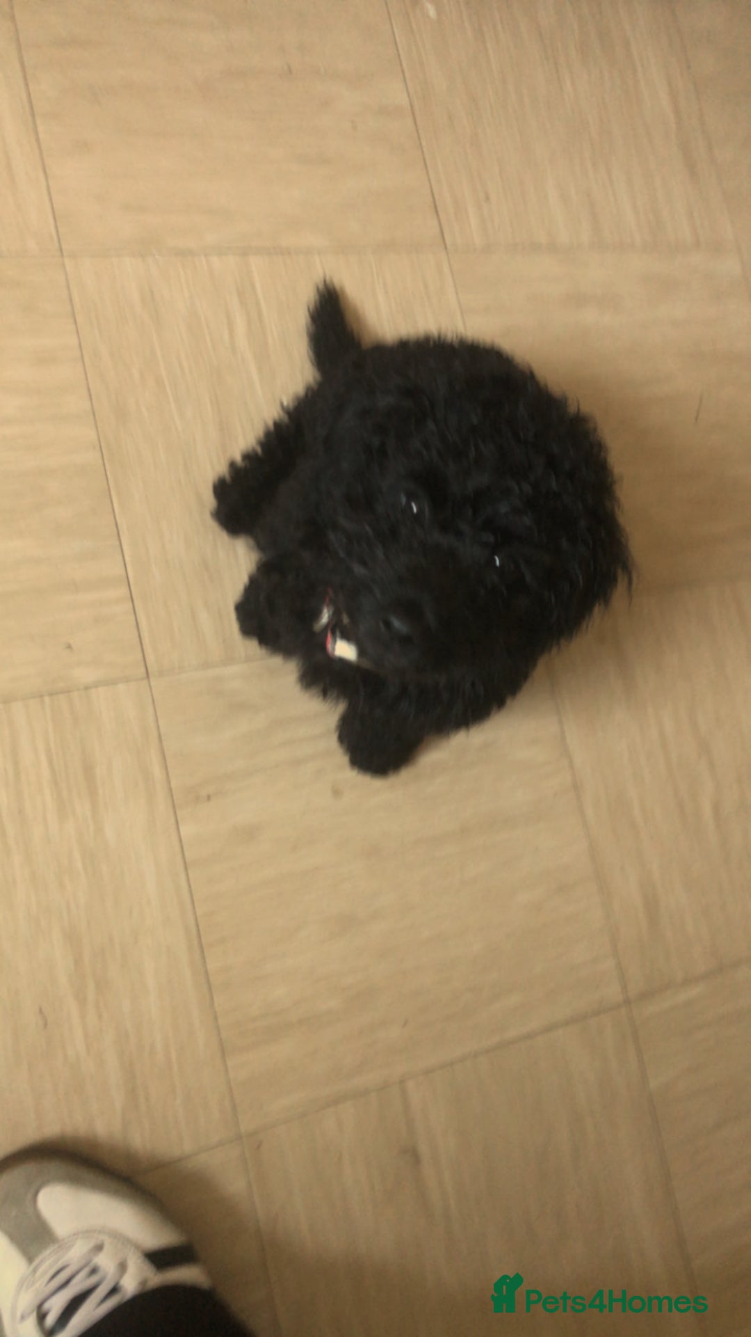 Cockapoo dogs for sale: Lucky  - Image 2