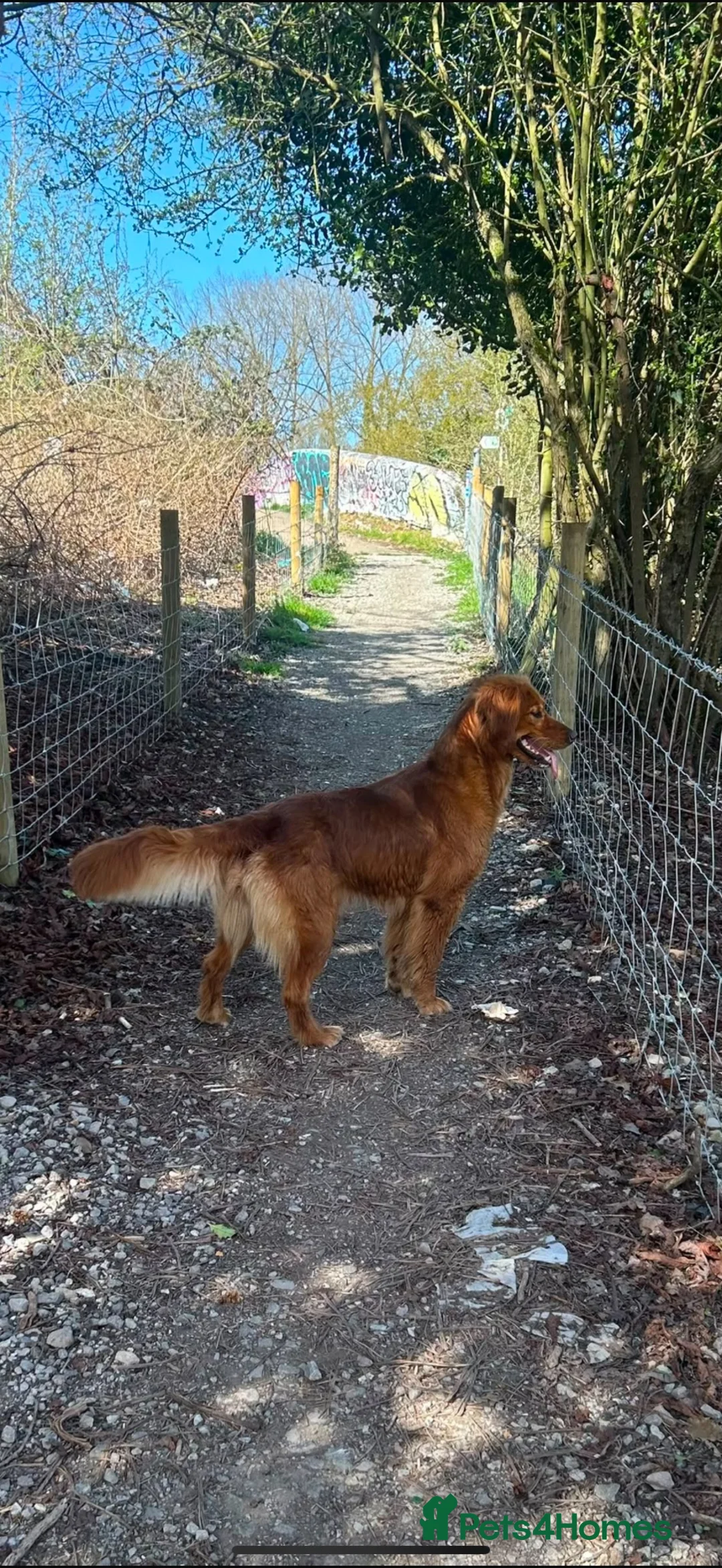 Golden Retriever dogs for sale: Ruby  - Advert 3