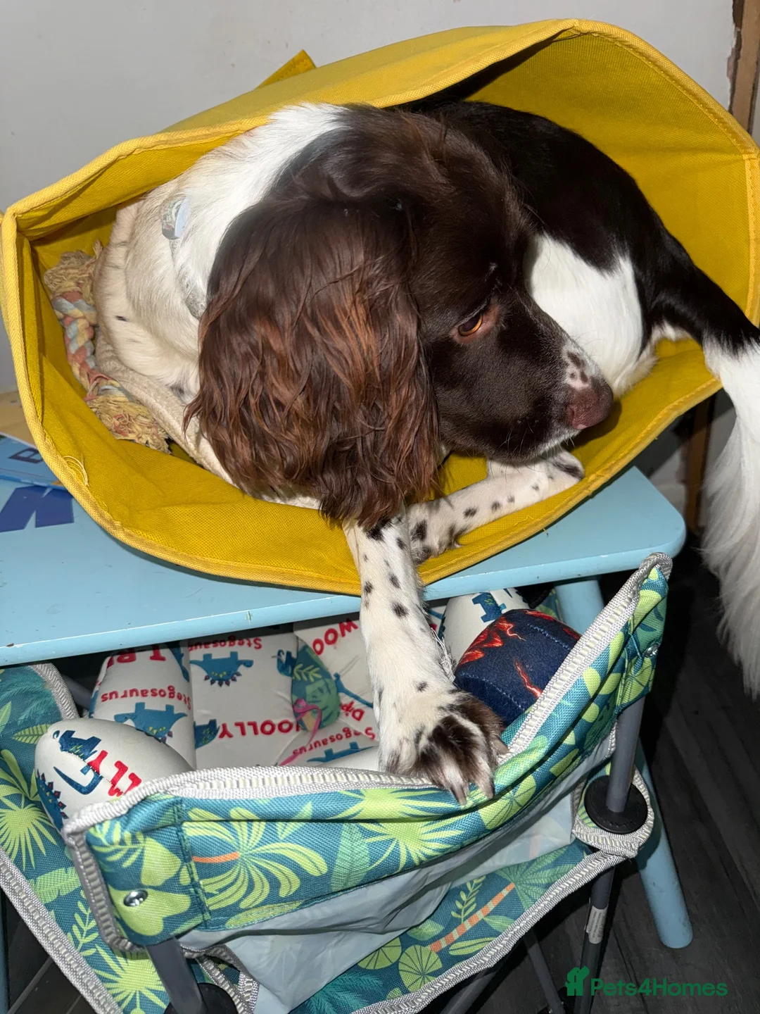 English Springer Spaniel dogs for sale: Springer spaniel in Grimsby - Advert 7