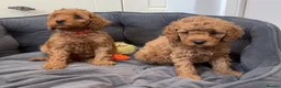 Cavapoo dogs for sale: Cavapoos Extensive DNA & Heart tested - Advert 31