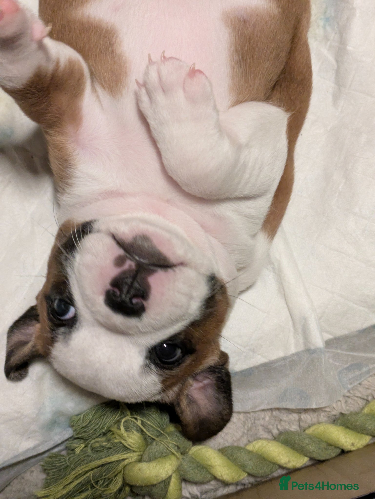 Staffordshire Bull Terrier dogs Beautiful puppies🐶🐶🐶🐶 - Advert 2