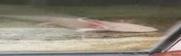 Axolotl reptiles for sale: 5 axolotls and set up. - Advert 13