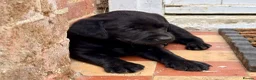 Labrador Retriever dogs for sale: 3 Labrador puppies for sale from Drakeshead lines  - Advert 9