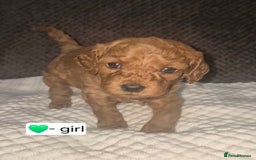 Goldendoodle dogs for sale: Stunning F1B GoldenDoodle- health tested parents  - Advert 2