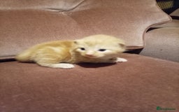 Mixed Breed cats for sale: Four mixed breed British short kittens - Image 25
