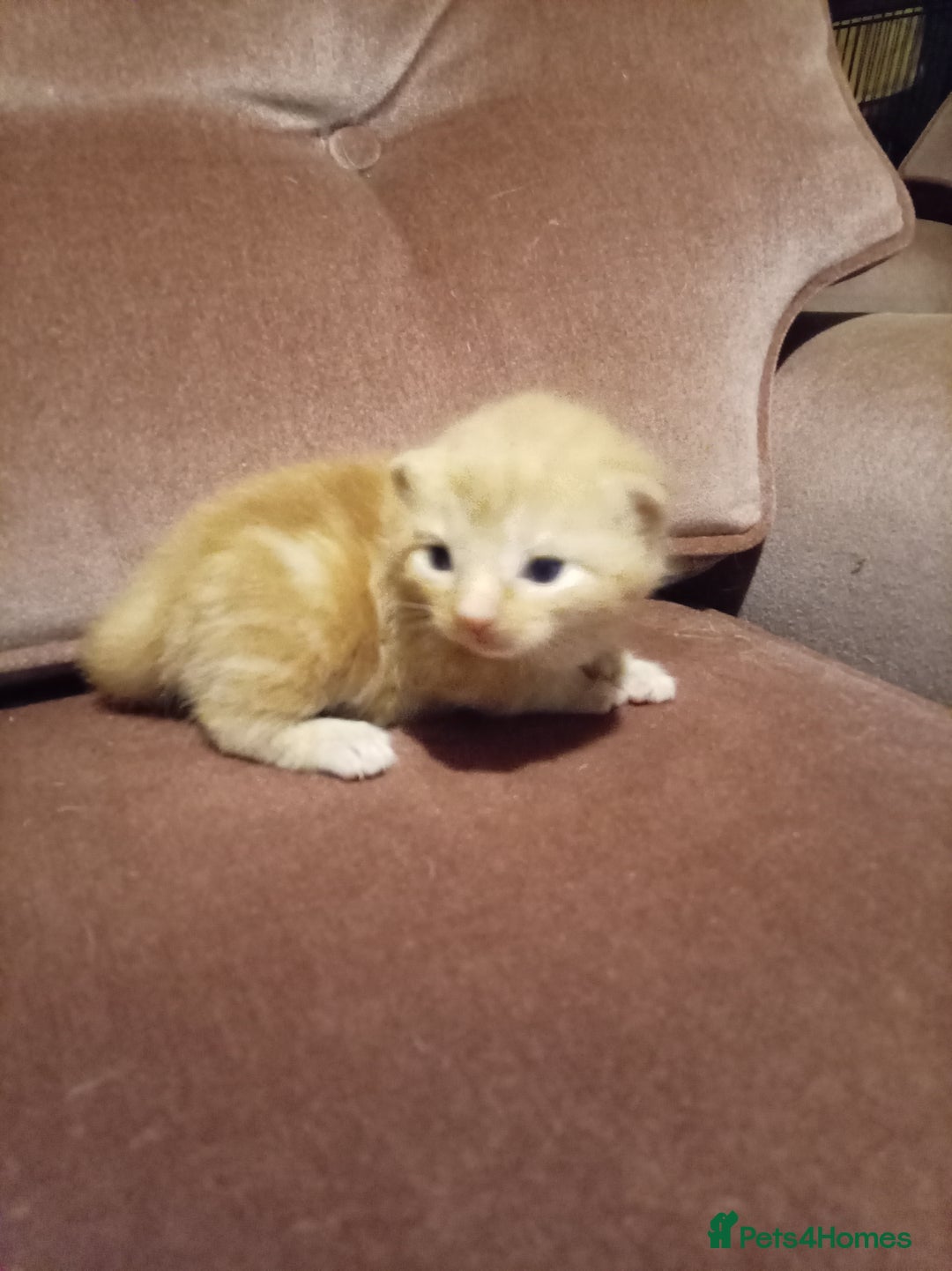 Mixed Breed cats for sale: Four mixed breed British short kittens - Image 25