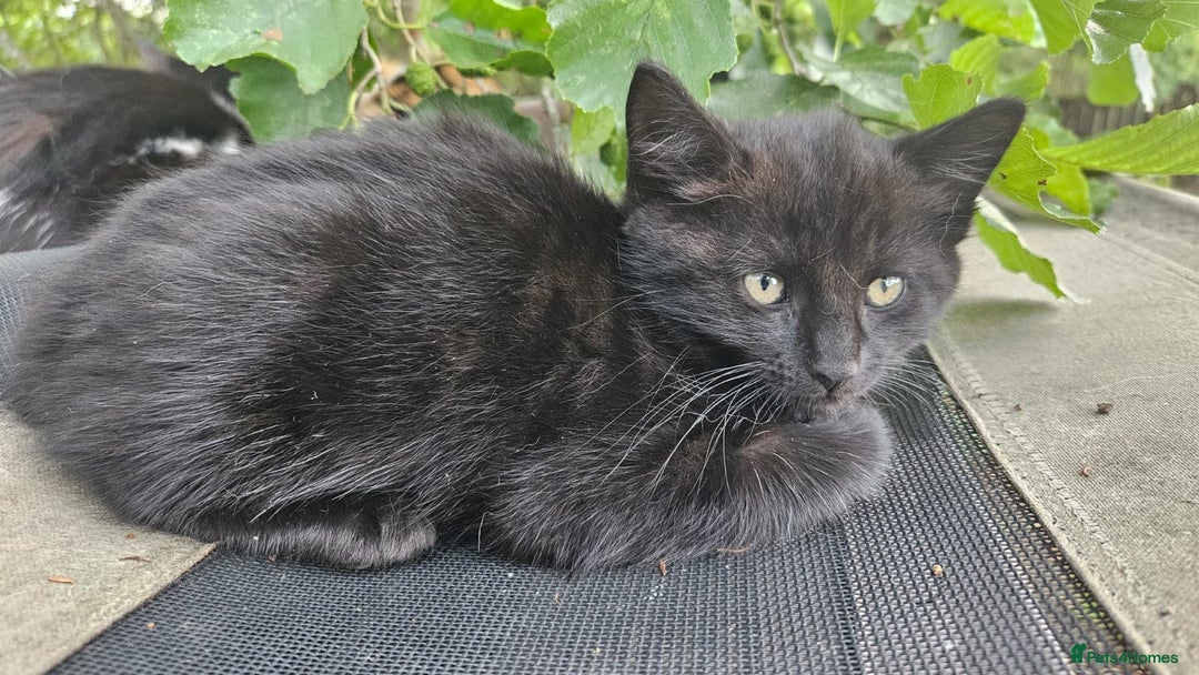 Domestic Shorthair cats for sale: 3 beautiful kittens - Image 2