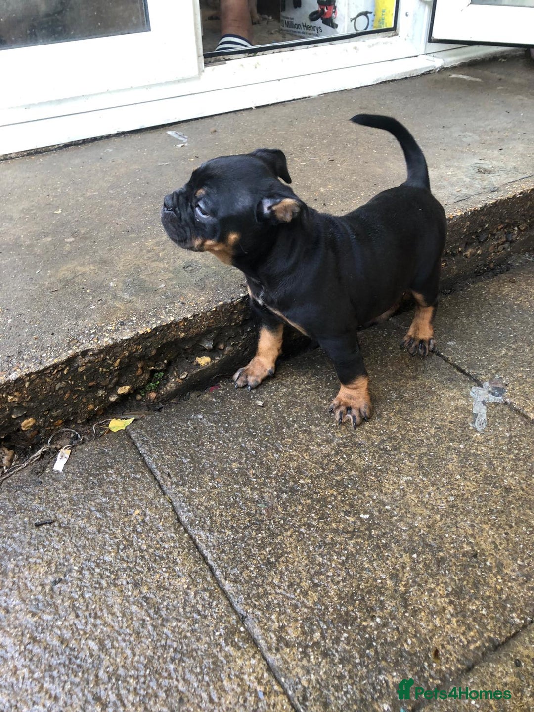 Dorset Olde Tyme Bulldogge dogs for sale: Pups for sale - Image 1