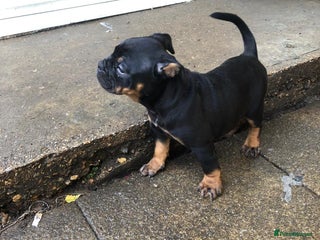 Dorset Olde Tyme Bulldogge dogs - Advert 2