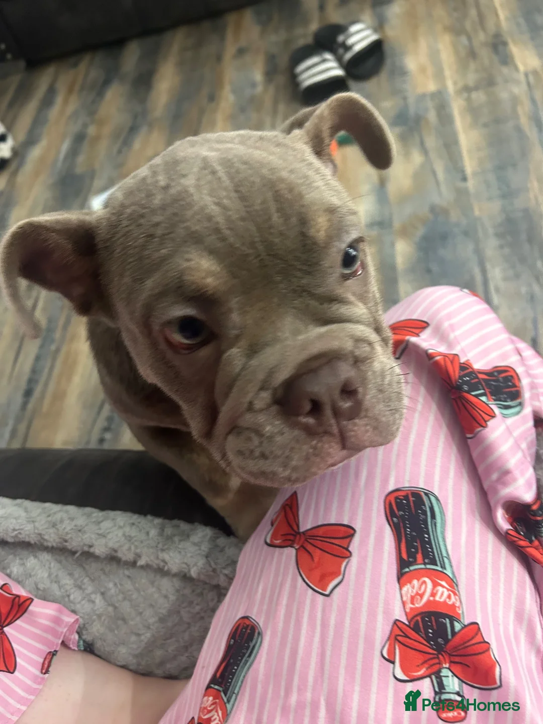Olde English Bulldogge dogs for sale: Olde English bulldog  - Advert 5