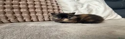 Exotic cats for sale: Short hair exotic Torti female  - Advert 6