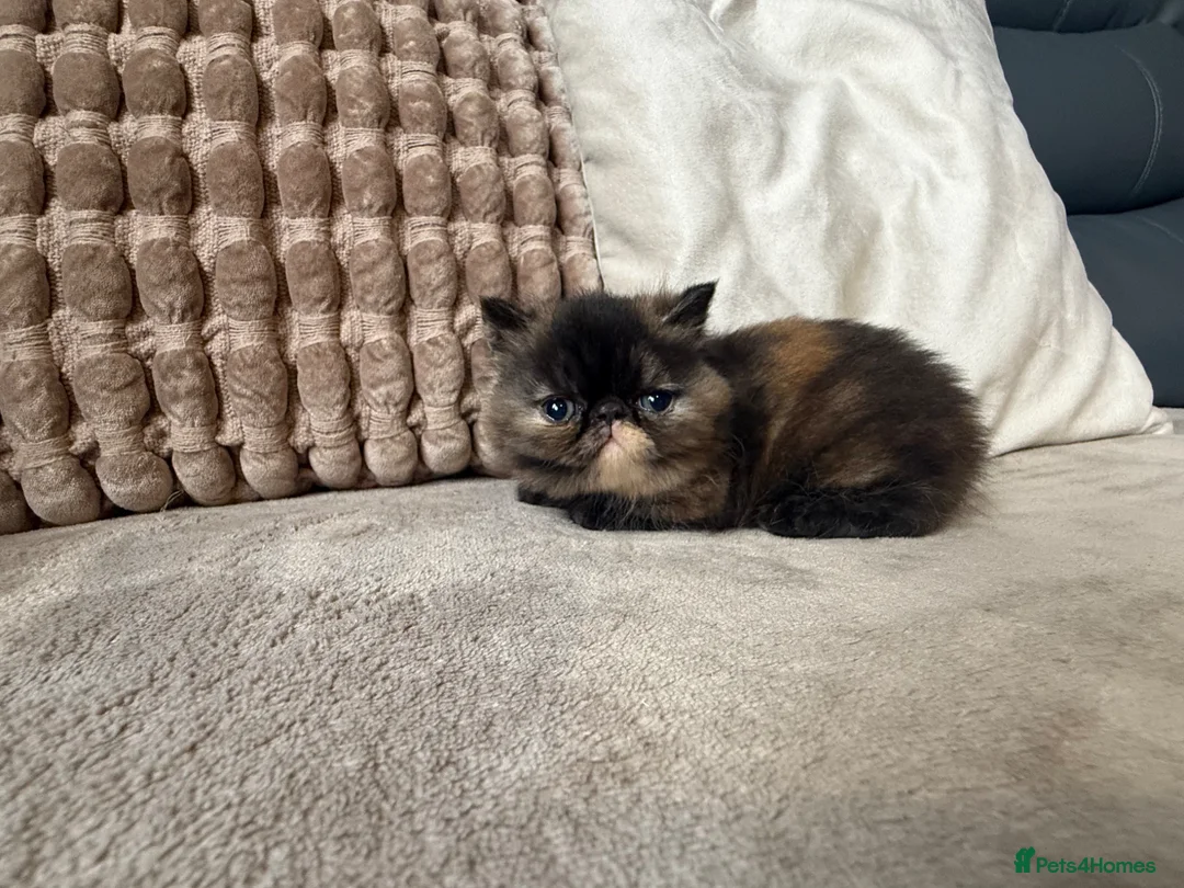 Exotic cats for sale: Short hair exotic Torti female  - Advert 6