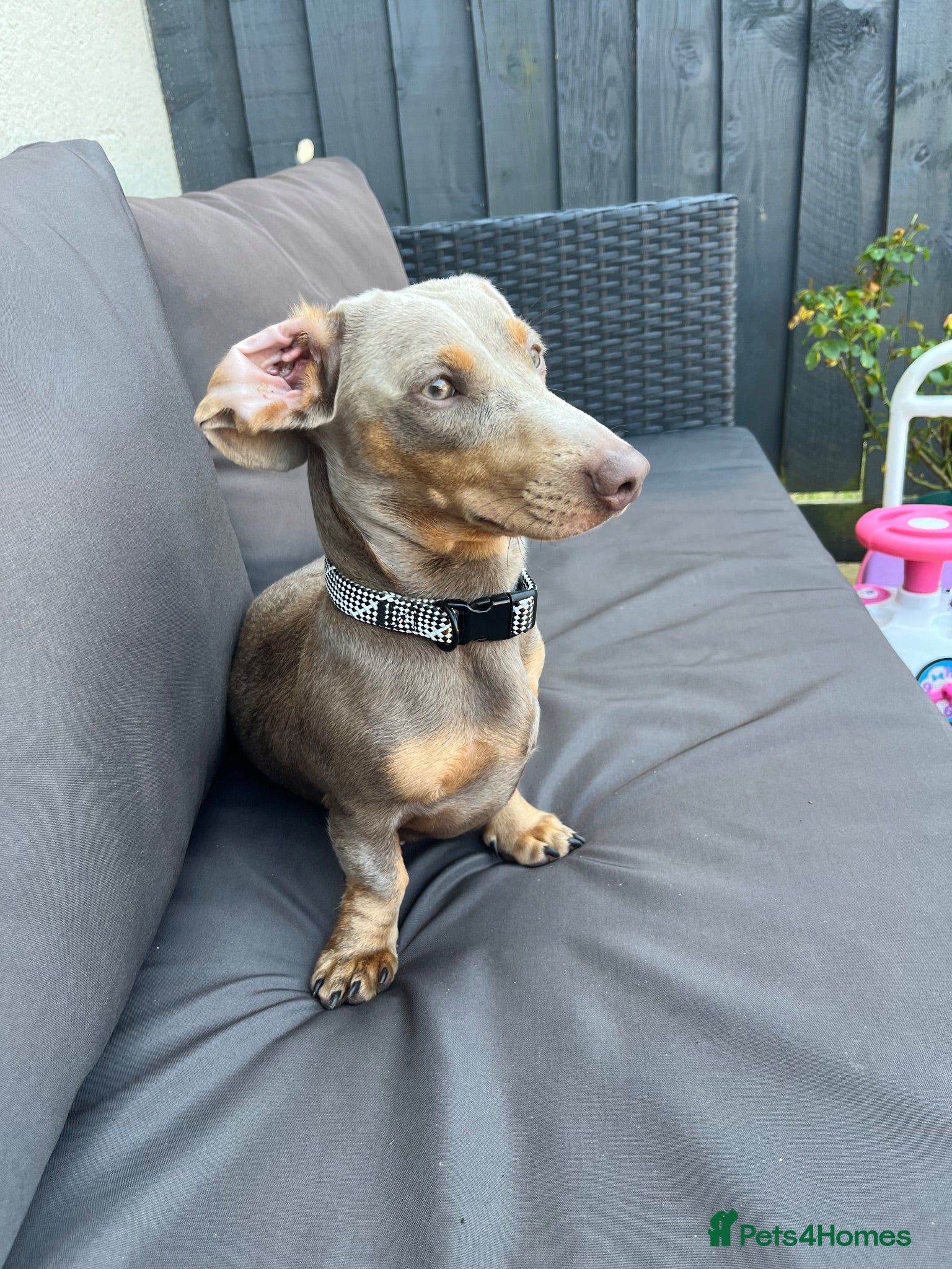 Miniature Dachshund dogs 1 year old Dachshund female  - Advert 3