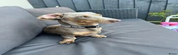 Miniature Dachshund dogs for sale: 1 year old Dachshund female  - Advert 1