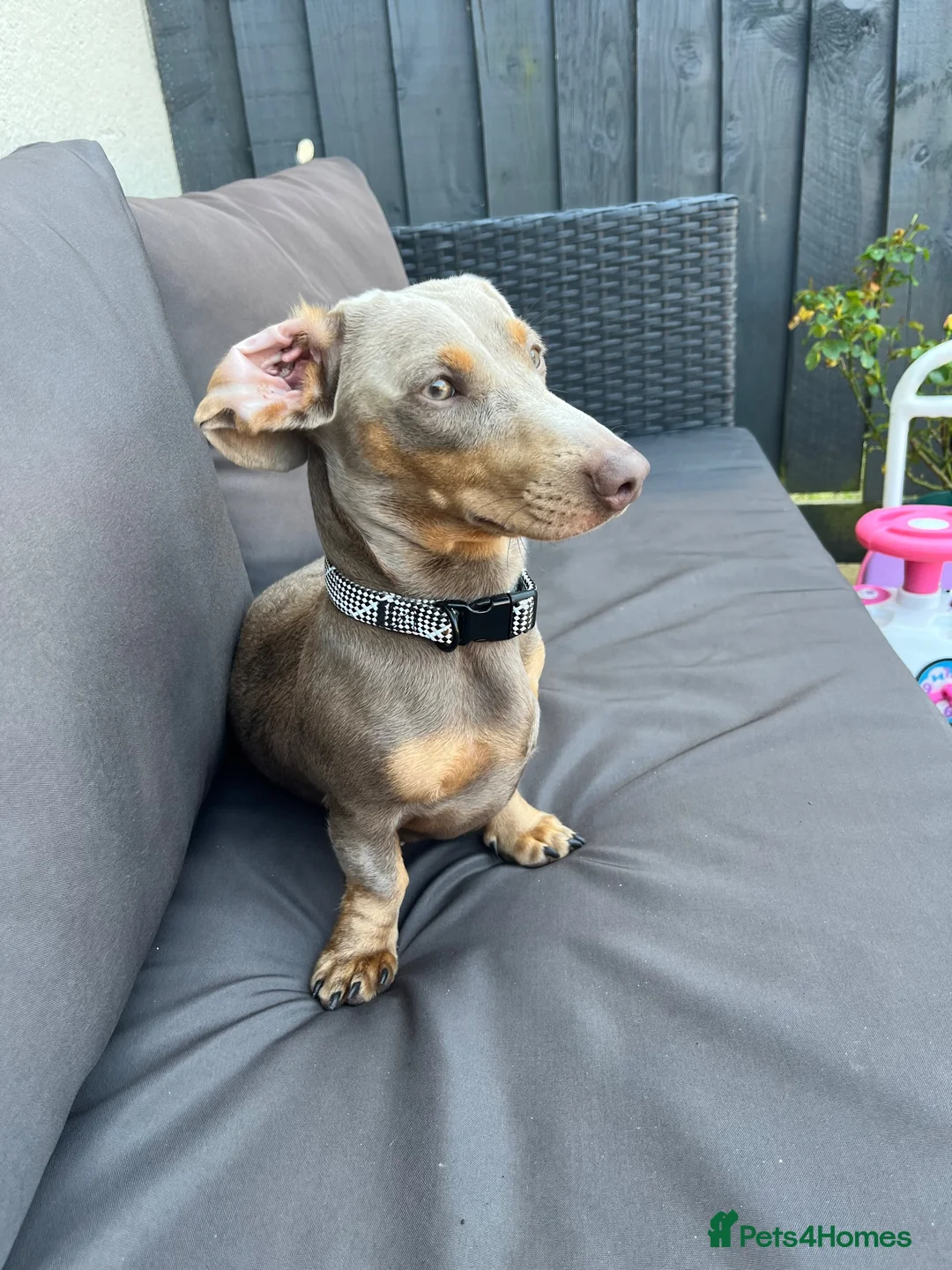 Miniature Dachshund dogs for sale: 1 year old Dachshund female  - Advert 1