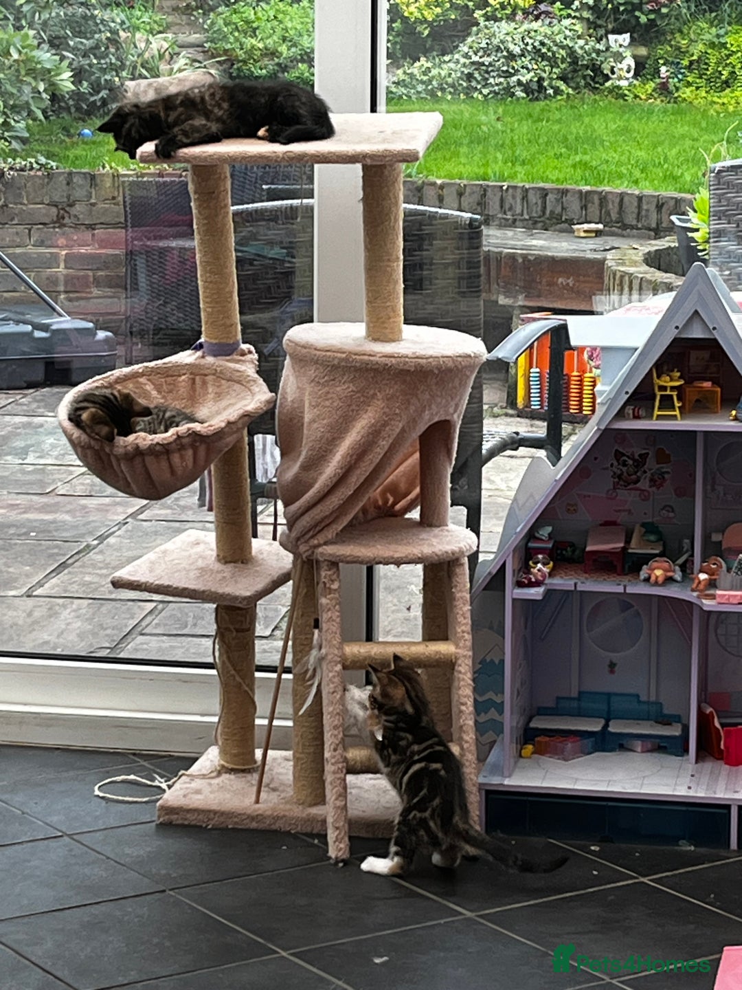 Mixed Breed cats for sale: Cute Scottish Straight mixed breed kittens, ready  - Image 15