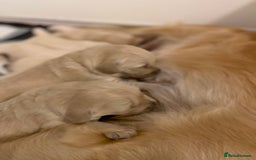 Golden Retriever dogs for sale: Fluffy Cream & Gold Golden Retriever Puppies - Image 12