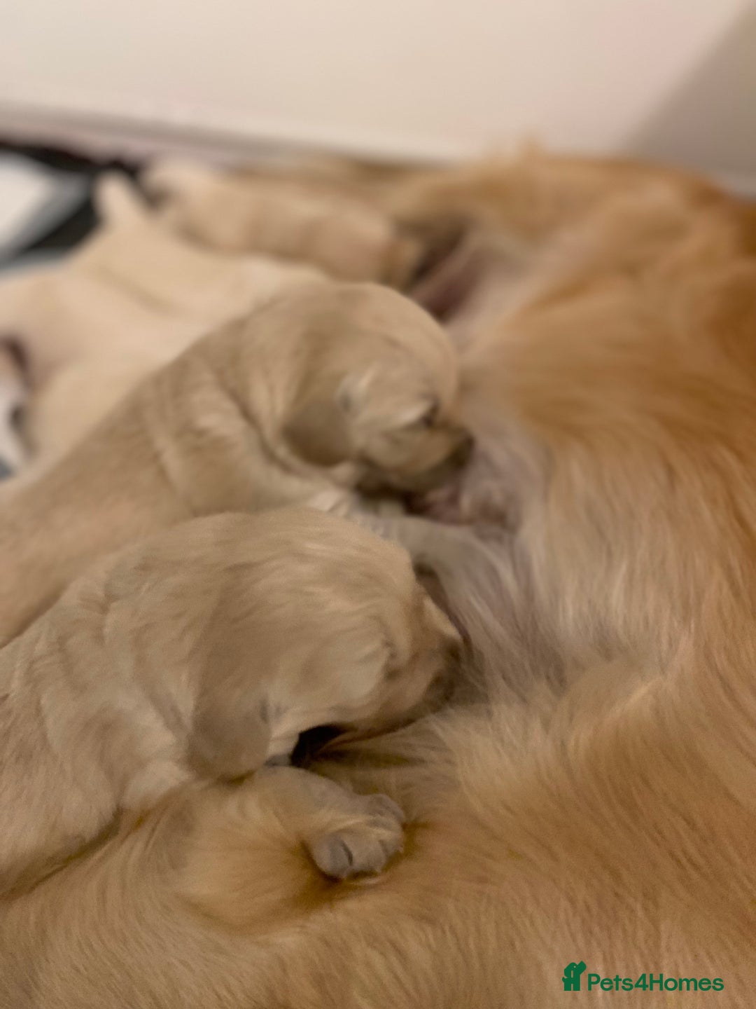 Golden Retriever dogs for sale: Fluffy Cream & Gold Golden Retriever Puppies - Image 12