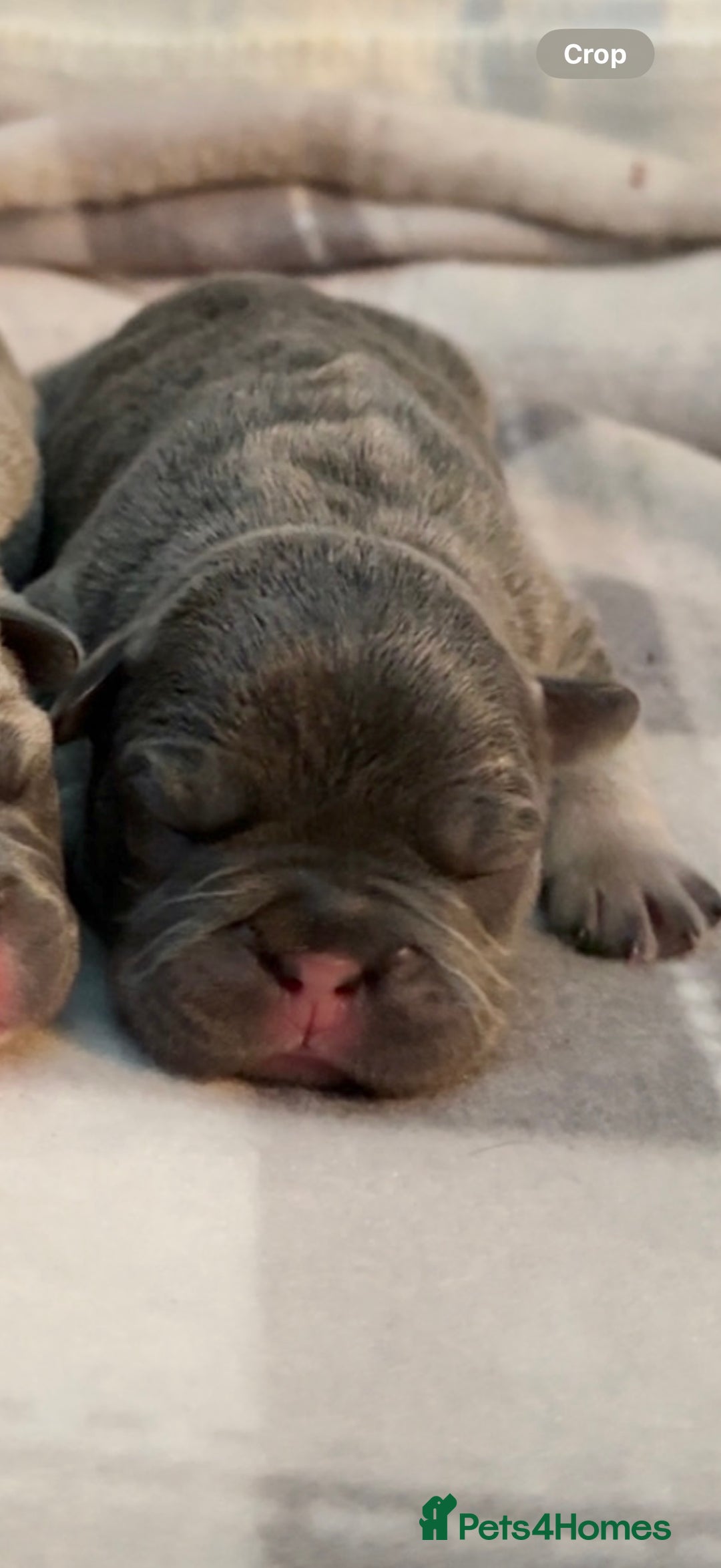 French Bulldog dogs for sale: French bull dog puppies - Advert 5