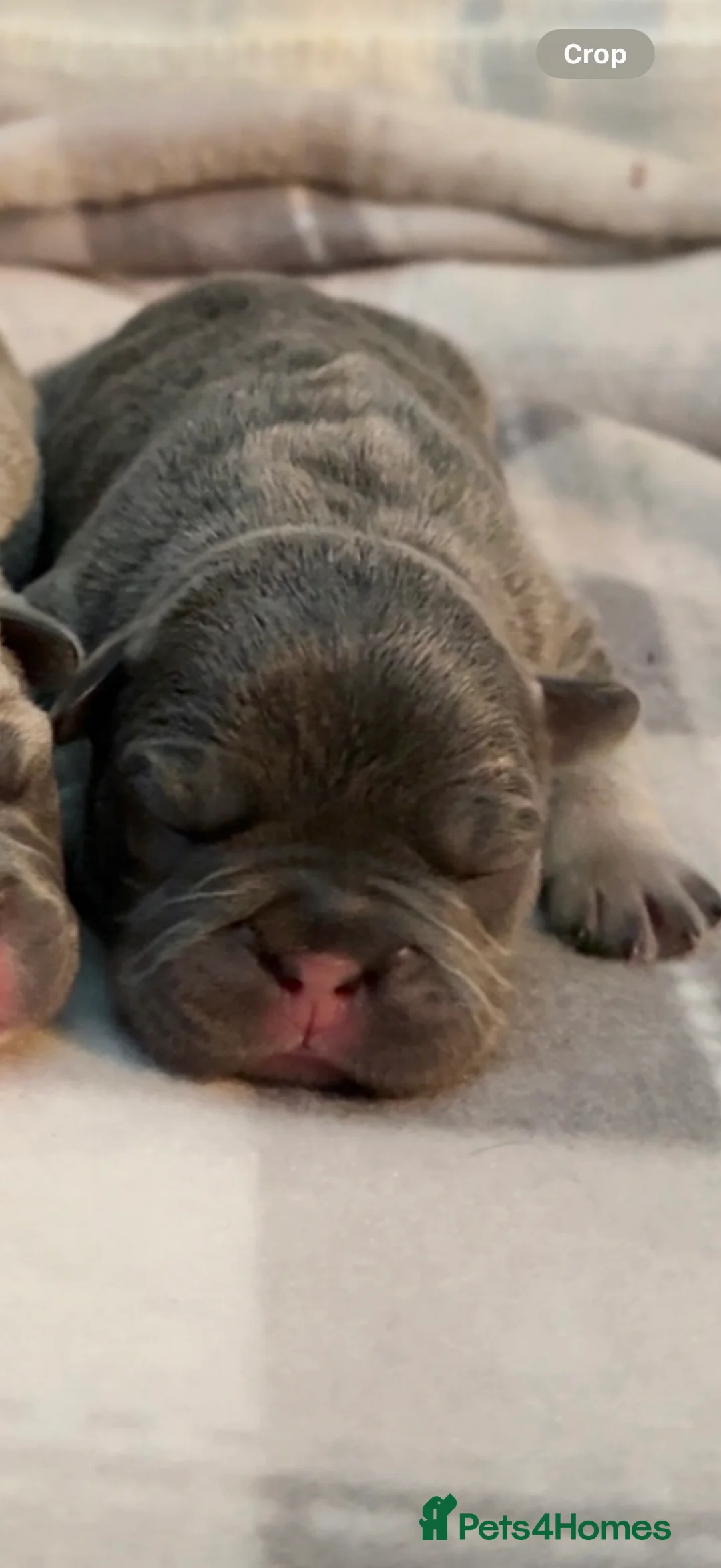 French Bulldog dogs for sale: French bull dog puppies ONLY 2 MALES LEFT - Advert 5