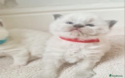 Ragdoll cats for sale: Pure ragdoll kitten for reservation now - Image 3