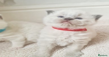 Ragdoll cats - Advert 11