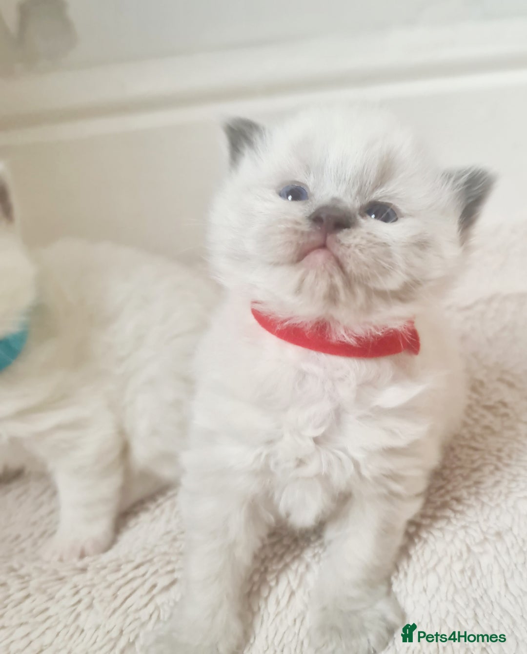 Ragdoll cats for sale: Pure ragdoll kitten for reservation now - Image 3