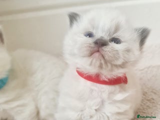 Ragdoll cats - Advert 5