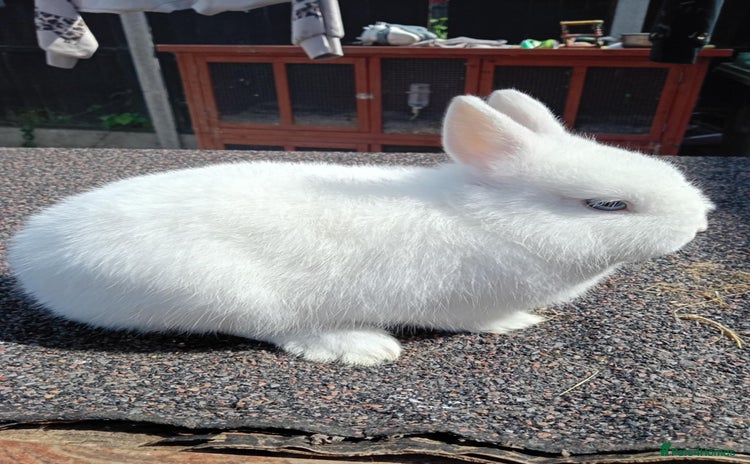 Netherland Dwarf rabbits - Advert 11