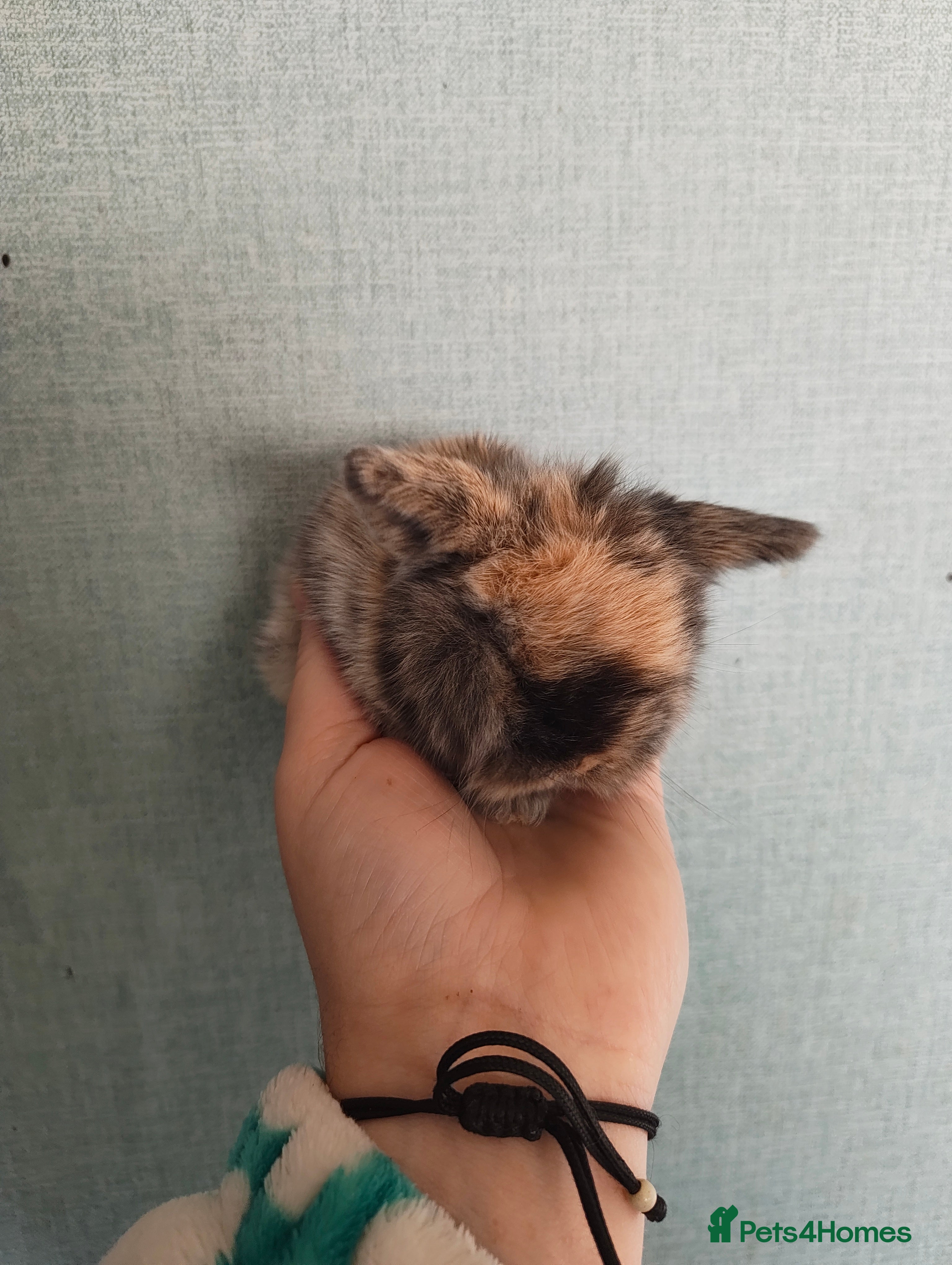 Mini Lop rabbits New litter ready to reserve 1 doe Available  - Advert 10