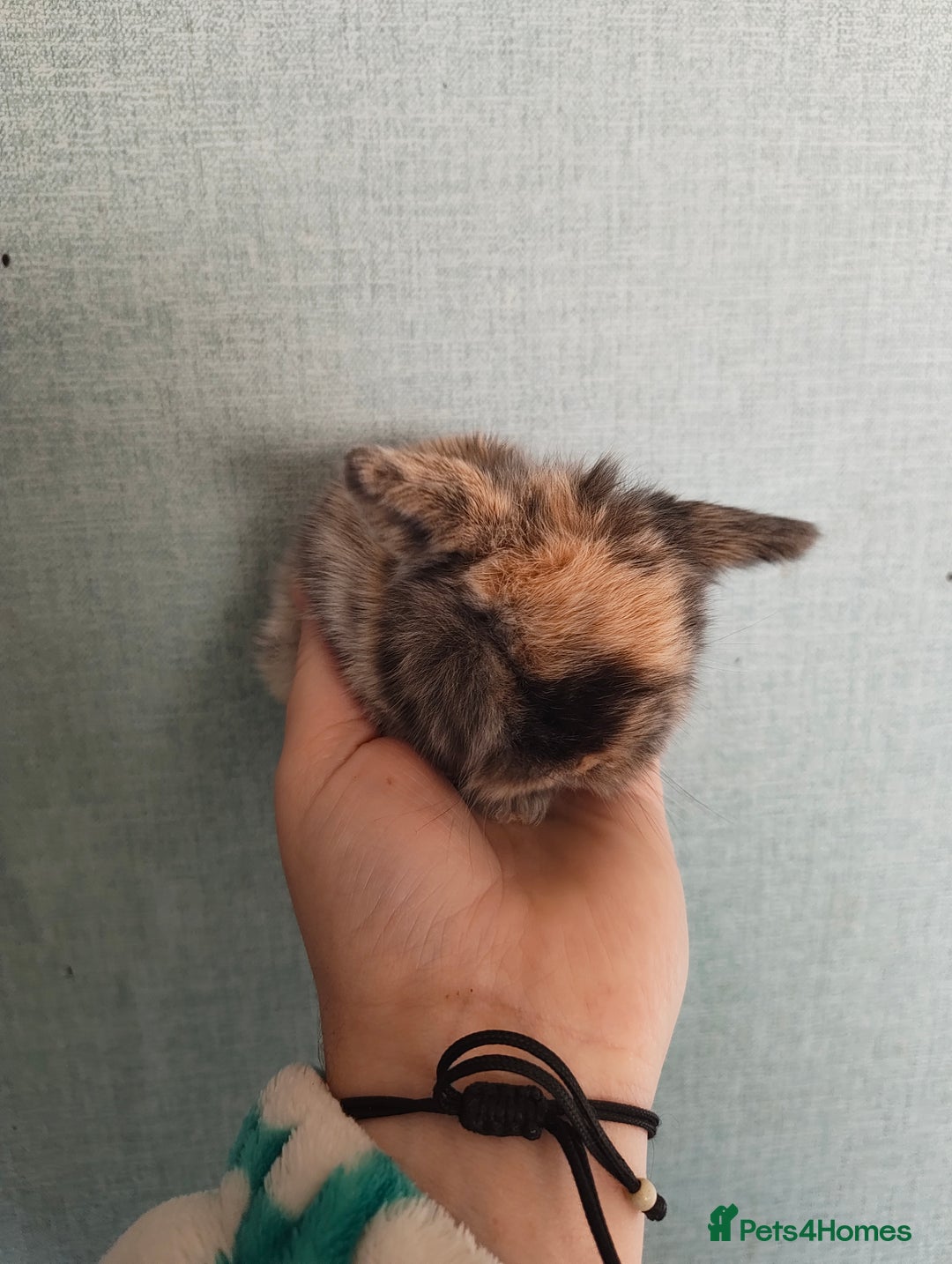 Mini Lop rabbits for sale: New litter ready to reserve 1 doe Available  - Advert 1