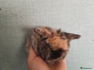 Mini Lop rabbits New litter ready to reserve 1 doe Available - Advert 18
