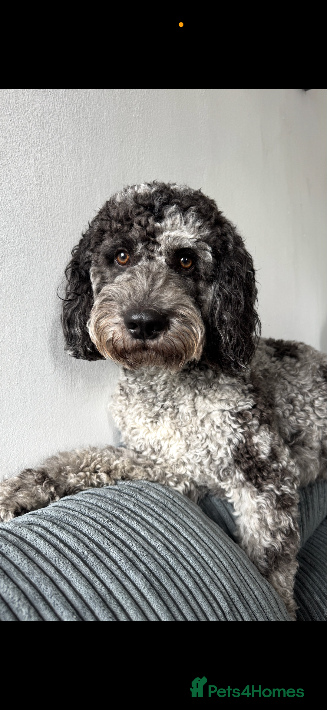 Cockapoo dogs for stud: F2 Merle cockapoo for stud - Advert 3