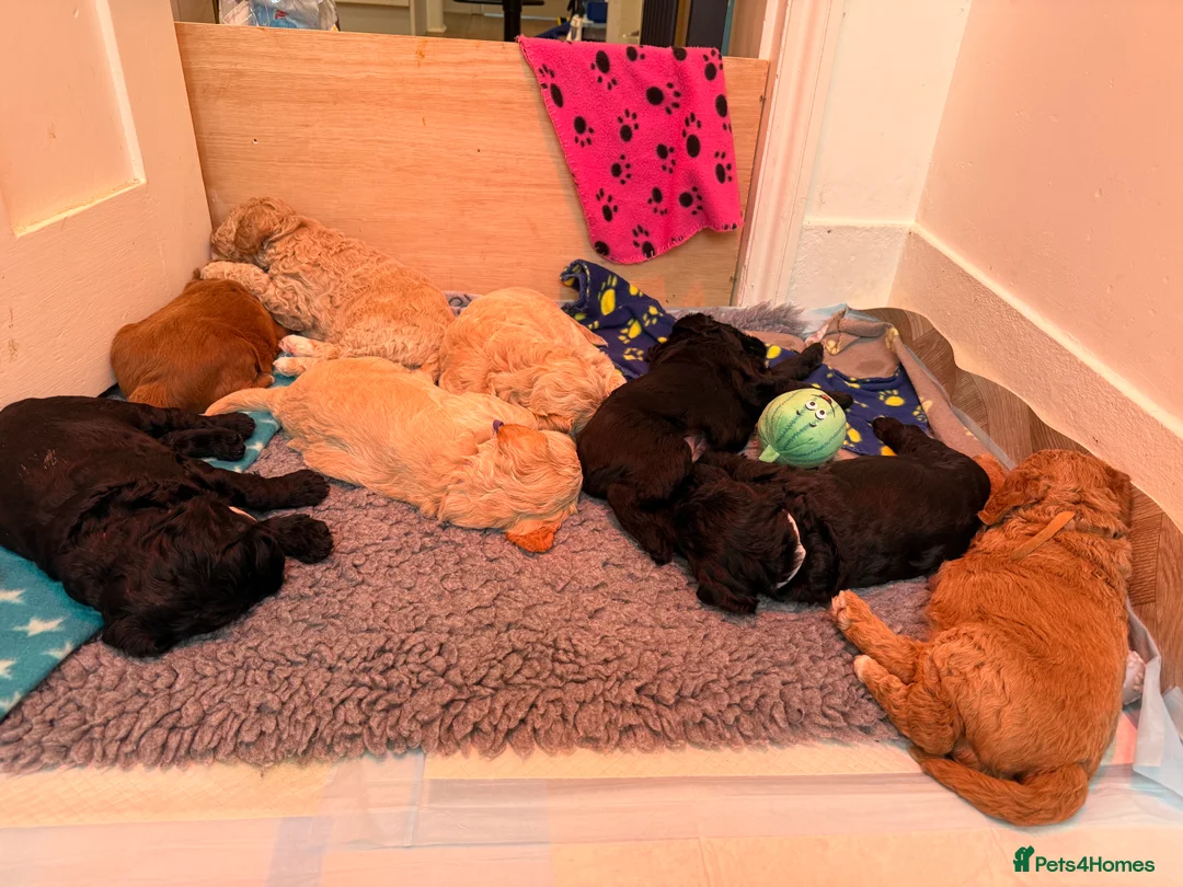 Labradoodle dogs for sale: Beautiful Labradoodle Puppies Available 🐾 - Advert 6
