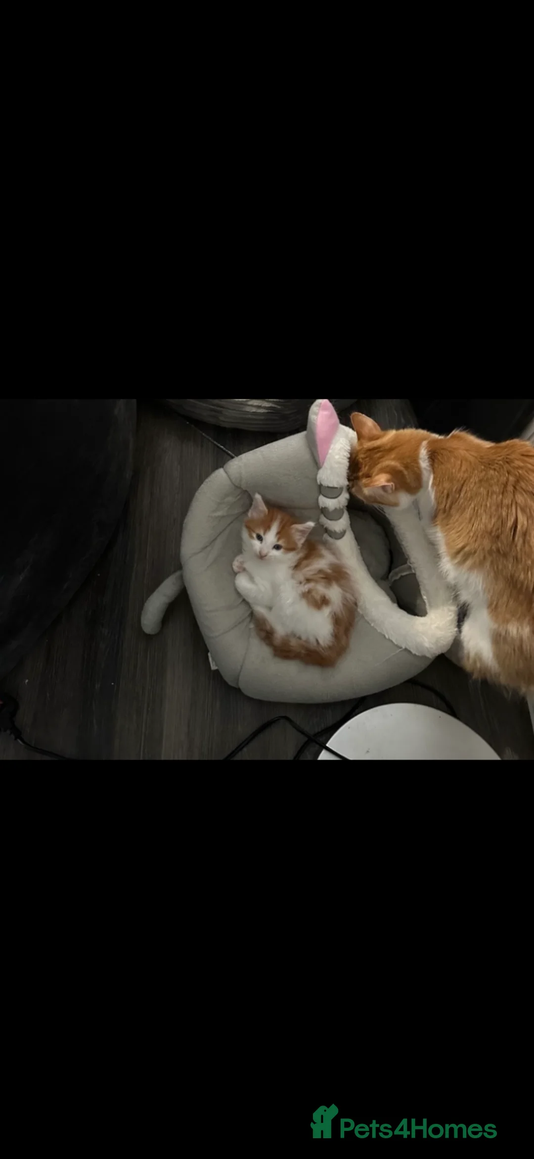 Mixed Breed cats for sale: Two beautiful ginger kittens ready for new homes  - Advert 13