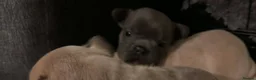 French Bulldog dogs for sale: French bulldog puppies  - Advert 24