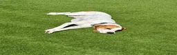 Mixed Breed dogs for adoption: Lucky loving active fun 1 yr old Pointer  - Advert 8