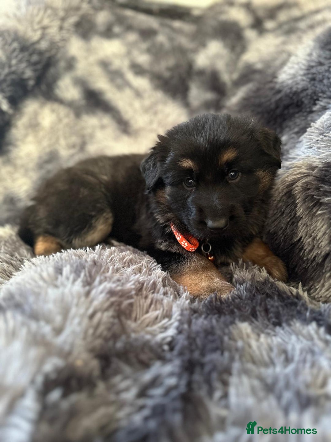 German Shepherd dogs for sale: READY TO LEAVE German shepherd puppies - Advert 4