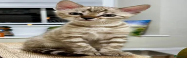 Bengal 1