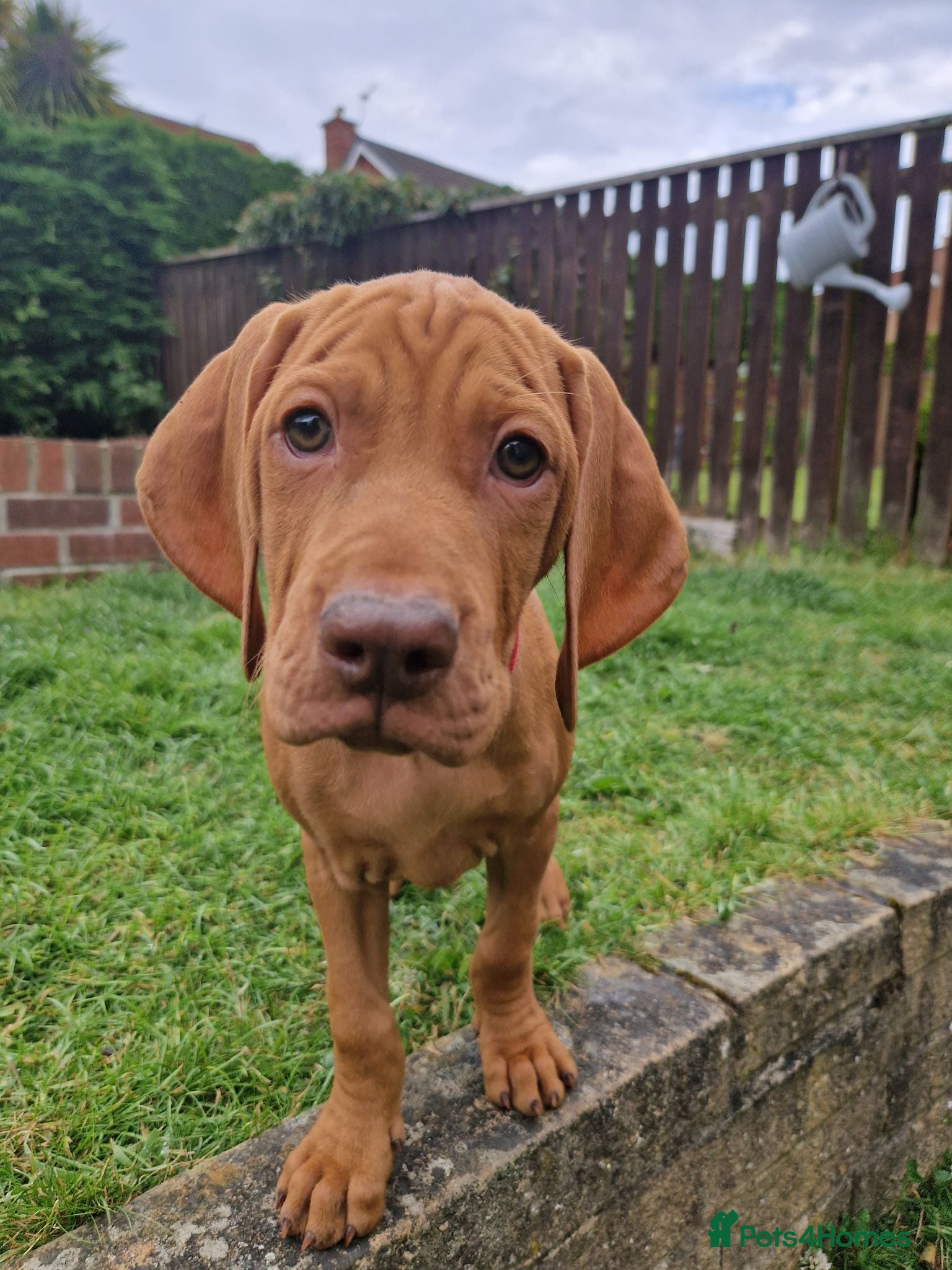 Hungarian Vizsla dogs READY TO LEAVE ,. 3 Beautiful girls left. - Advert 14