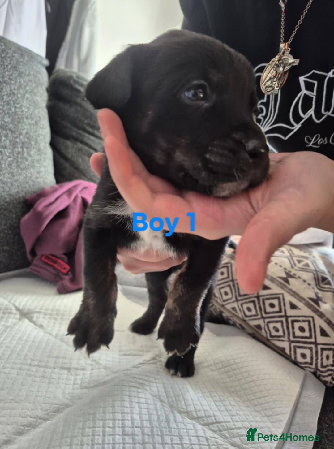 Mixed Breed dogs for sale: Husky X staffy crossed Rottweiler  - Advert 3