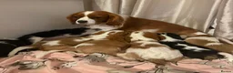 Cavalier King Charles Spaniel dogs for sale: ⭐️⭐️⭐️⭐️⭐️ King Charles cavalier puppy’s  - Advert 2