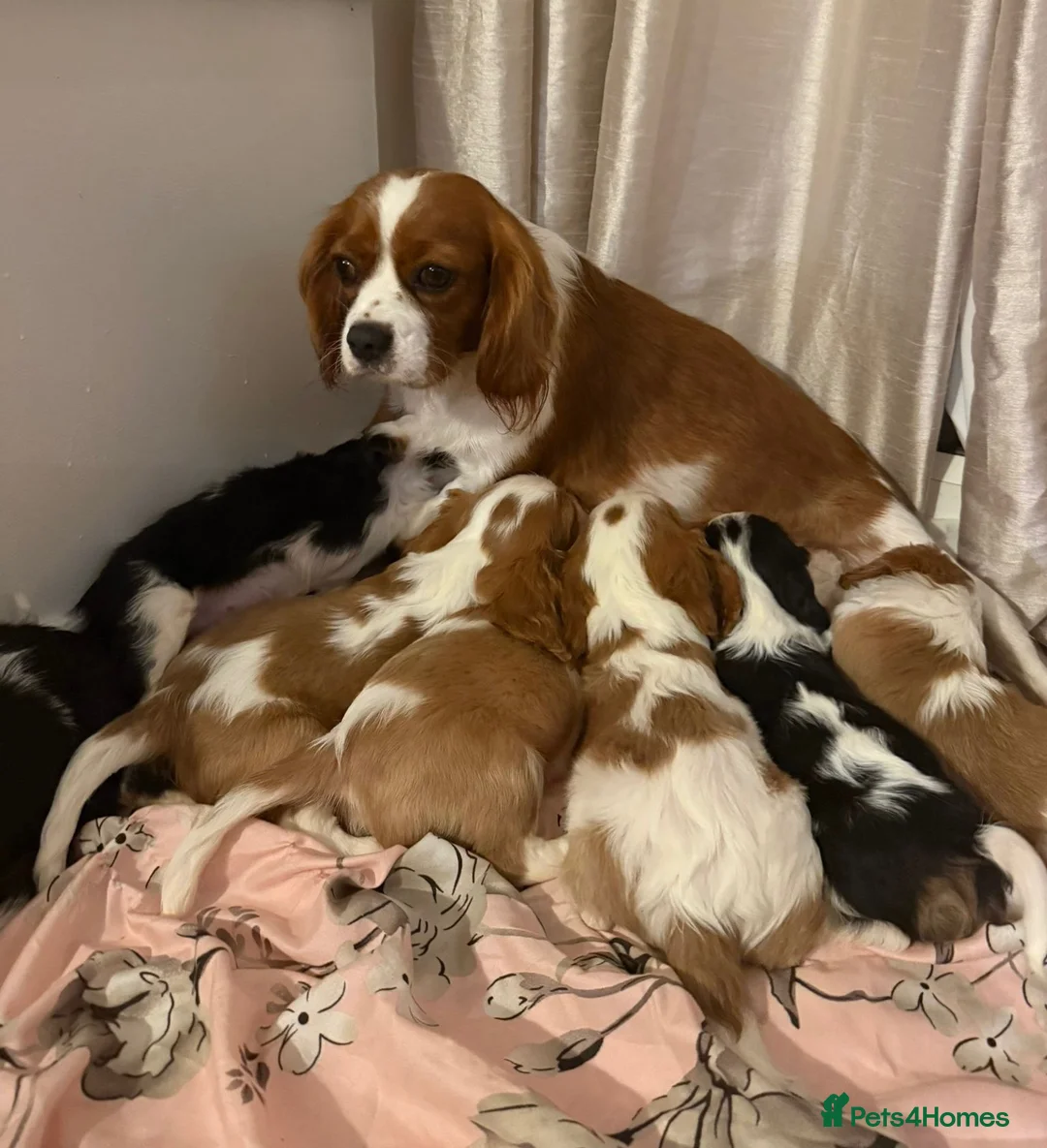 Cavalier King Charles Spaniel dogs for sale: ⭐️⭐️⭐️⭐️⭐️ King Charles cavalier puppy’s  - Advert 2